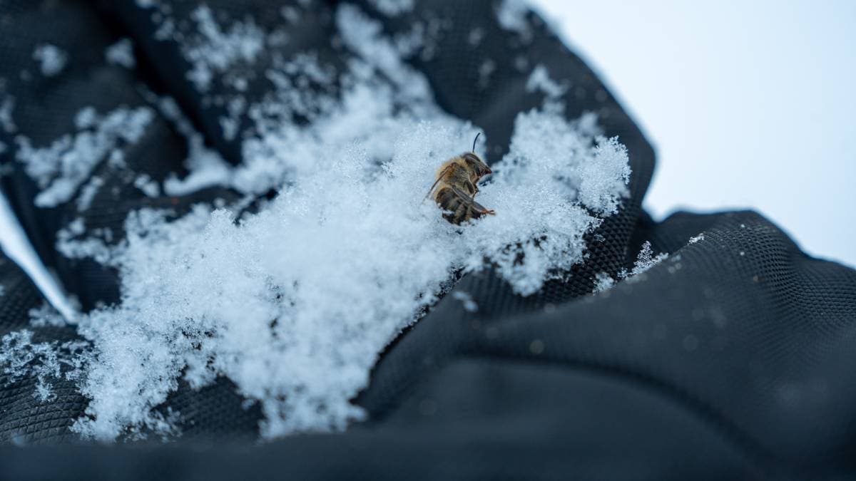 Birøktarar fortvil over mystisk biedød