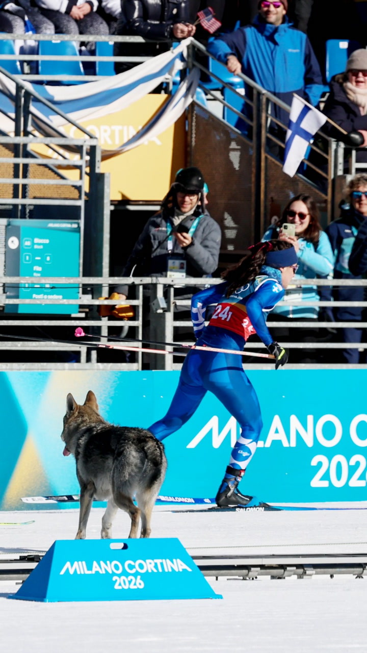 Full forvirring:  - En ulv!?