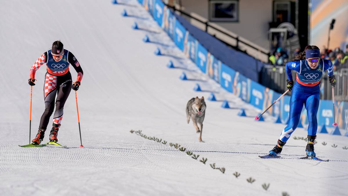 Rasen er ulovlig i Norge - hund dukket opp i OL-løypa: – Trodde det var en ulv