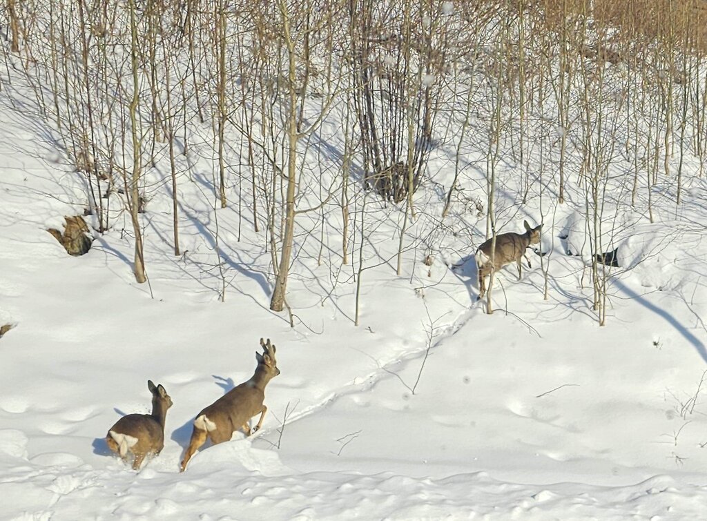 Mange ulykker på kort tid: – Fart og påkjørsler har en nær sammenheng