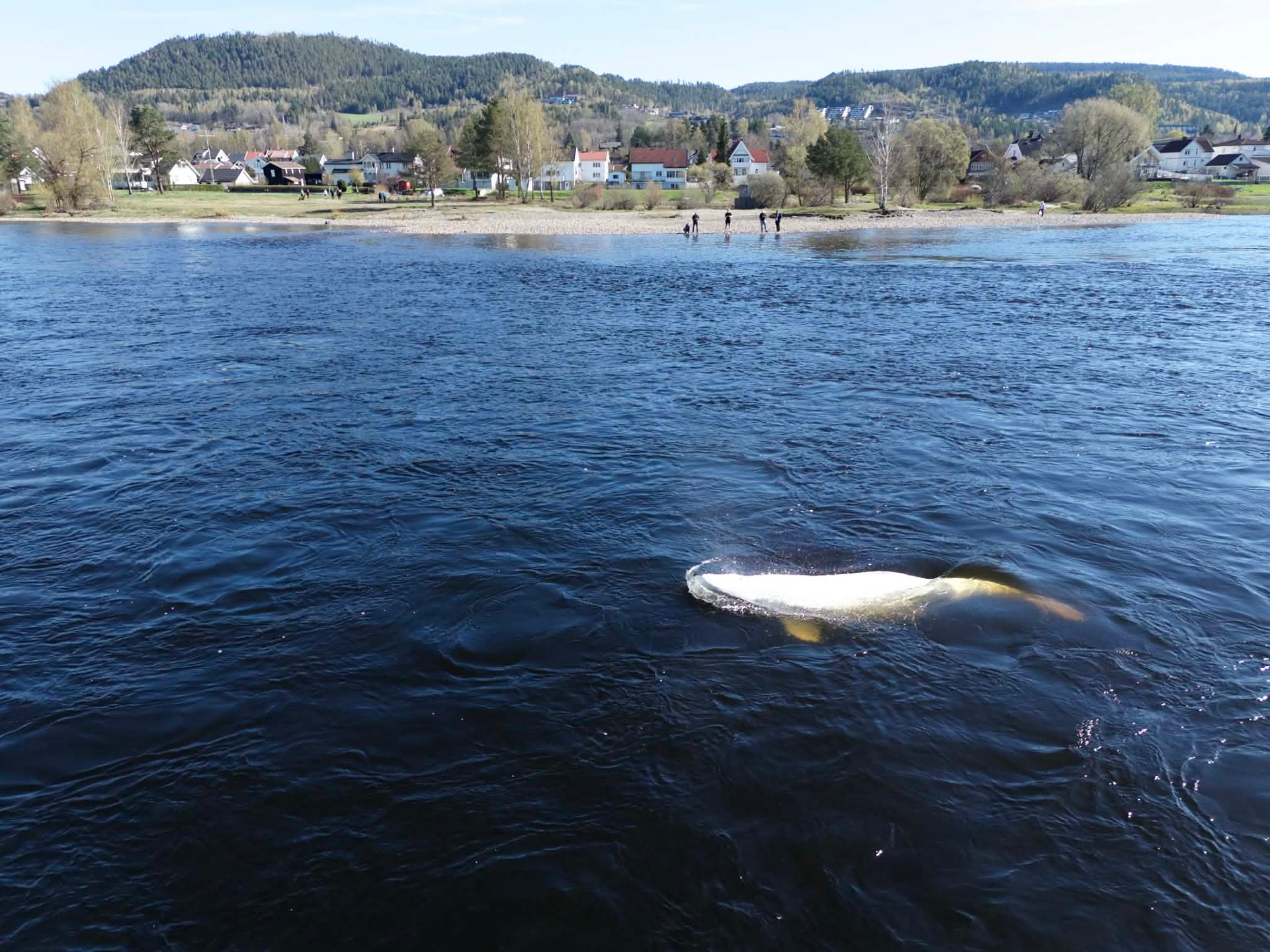 Hvithval i Hokksund: – Bør komme seg vekk