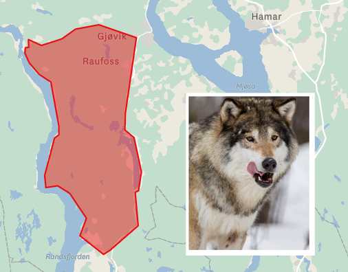 Sett i Gran, kan jaktes i Gjøvik