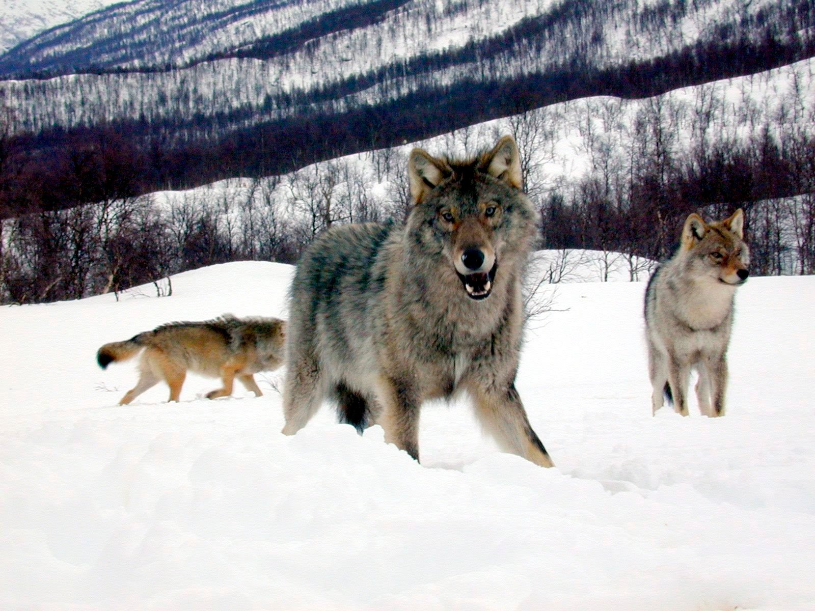 Ulver vinterbilde. Hvalpen som ble født i 1999 var større enne foredrene Vargtass og ??? i bakgrunn, og var mest frampå da koteletter og burgere ble bydd fram.  000408  Polar Zoo  Foto: Arild Nordahl SENDT TIL NORRBOTTEN:  Påstanden om at ulver fra Nord-Norge ble smuglet til Sverige,  imøtegås av ulveforskere.ALNK: Smuglet ulv * 220100115012554012PLNK: NLY11NLY10011509T00 * 220100115012554000IPTC: Record Version = 2      Source =      Nordlys Bildearkiv   Date Created = 20000413  By-line = Arild Nordahl  Special Instructions = ARKIVLNNR:220100115012554001Nordlys 20100115 horizontal DPI_203x203 4.Zoo-ulv Nyheter Nordlys × 20100115 × Nyheter × 9 × Version2 ×  ×