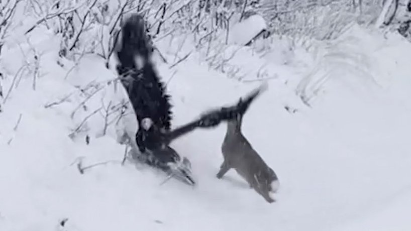 – Noe av det sykeste jeg har sett