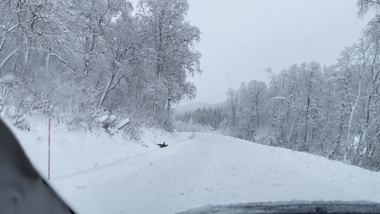 Her blir Trygve vitne til dødskampen: – Det sykeste jeg har sett