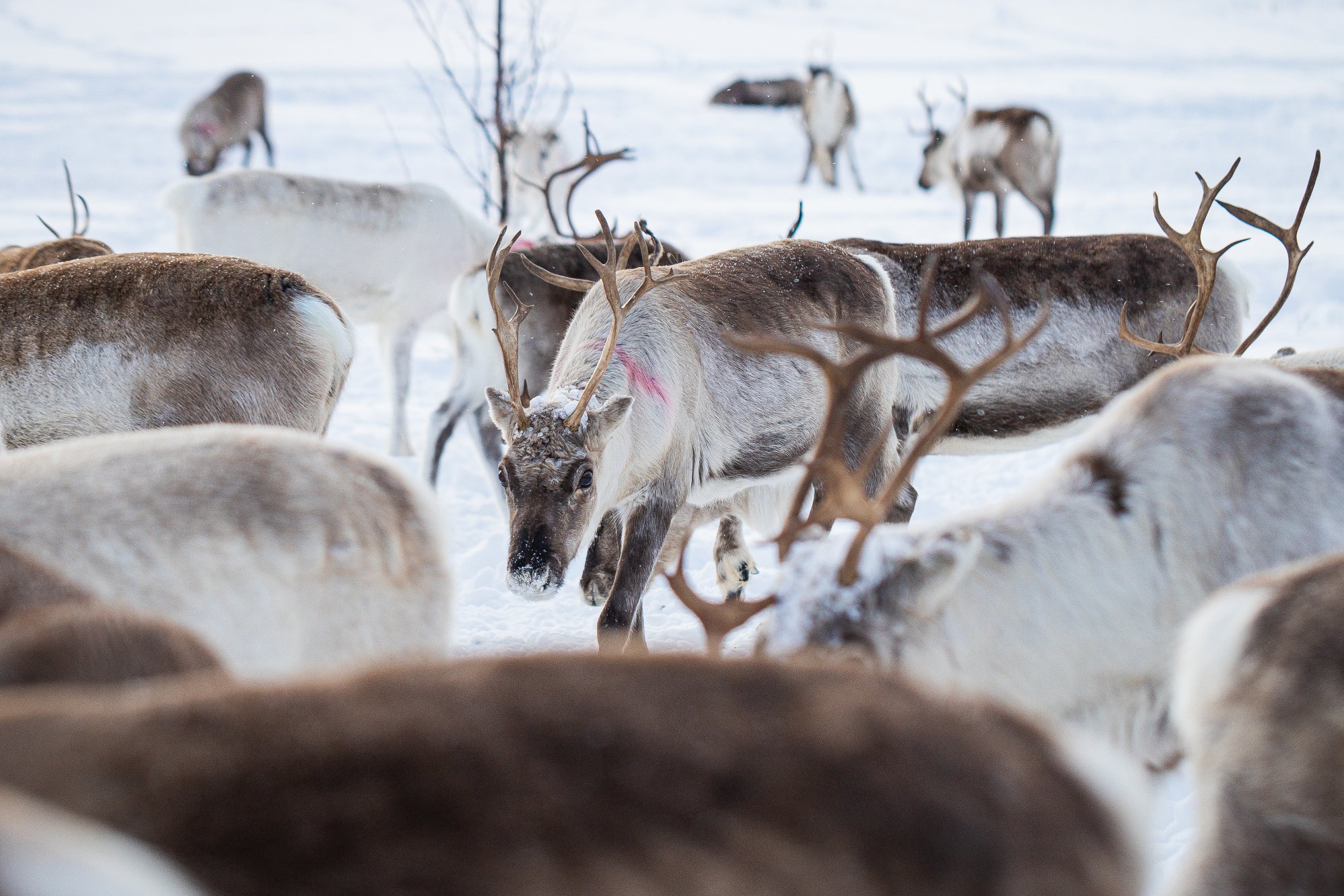 Er reindriften økologisk bærekraftig?