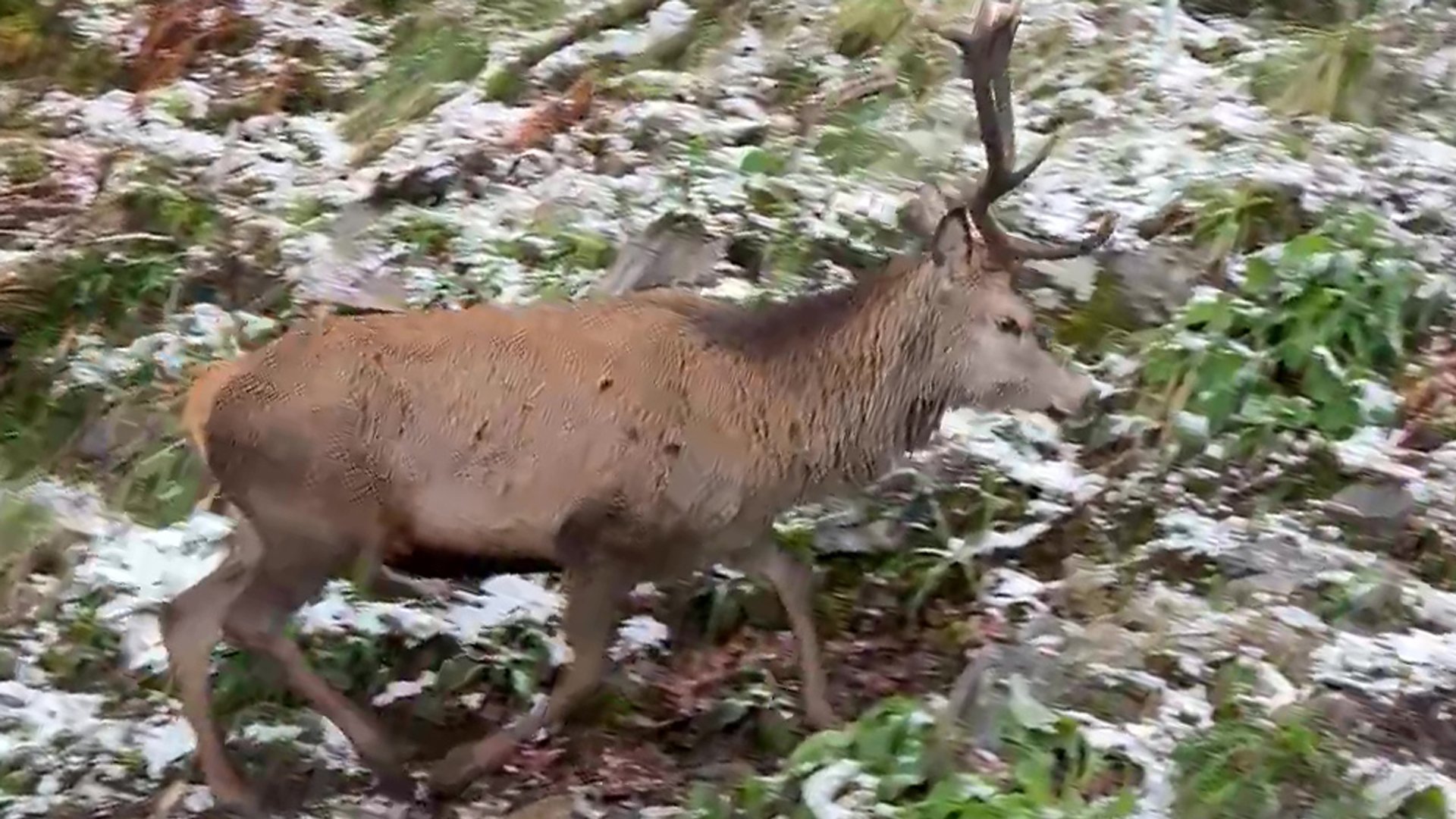 Jegeren kunne ikke tro sine egne øyne: –⁠ Helt utrolig!