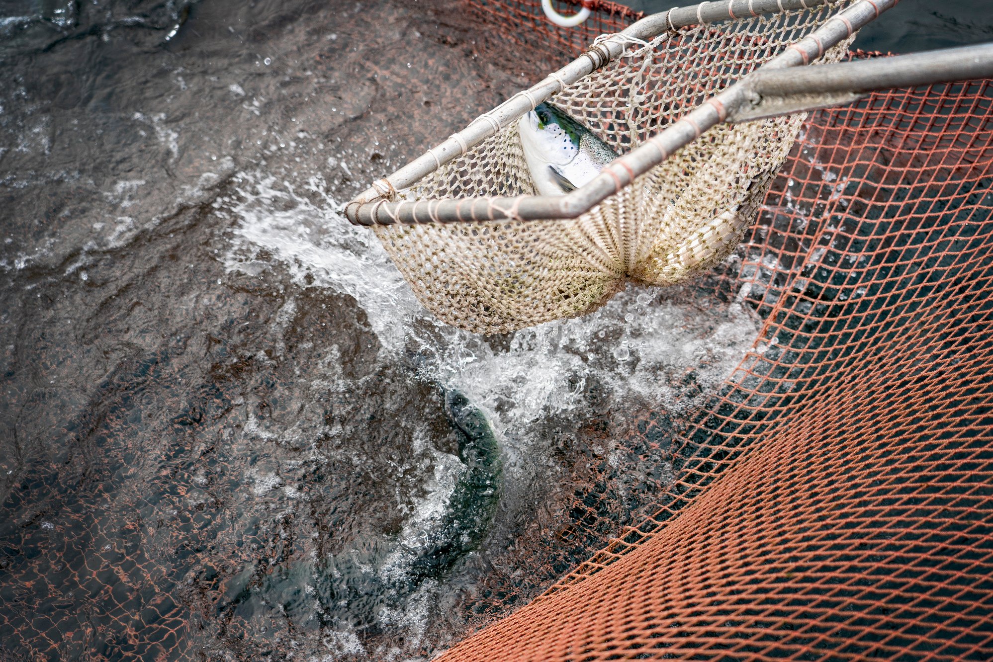 Haiangrep i Trøndelag – oppdrettslaks kan ha rømt