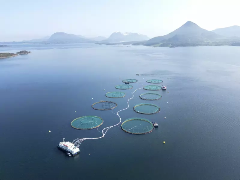 Lakseskatten har bare gitt en brøkdel av ventede inntekter