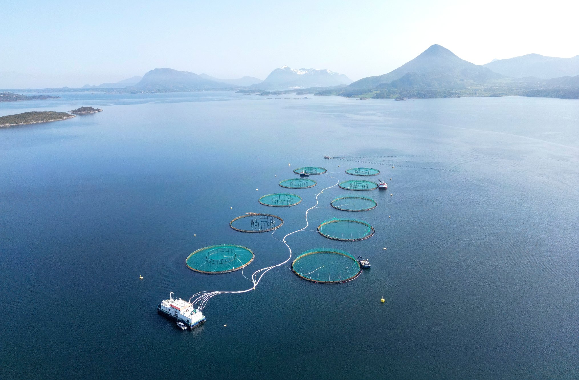 Lakseskatten har bare gitt en brøkdel av ventede inntekter