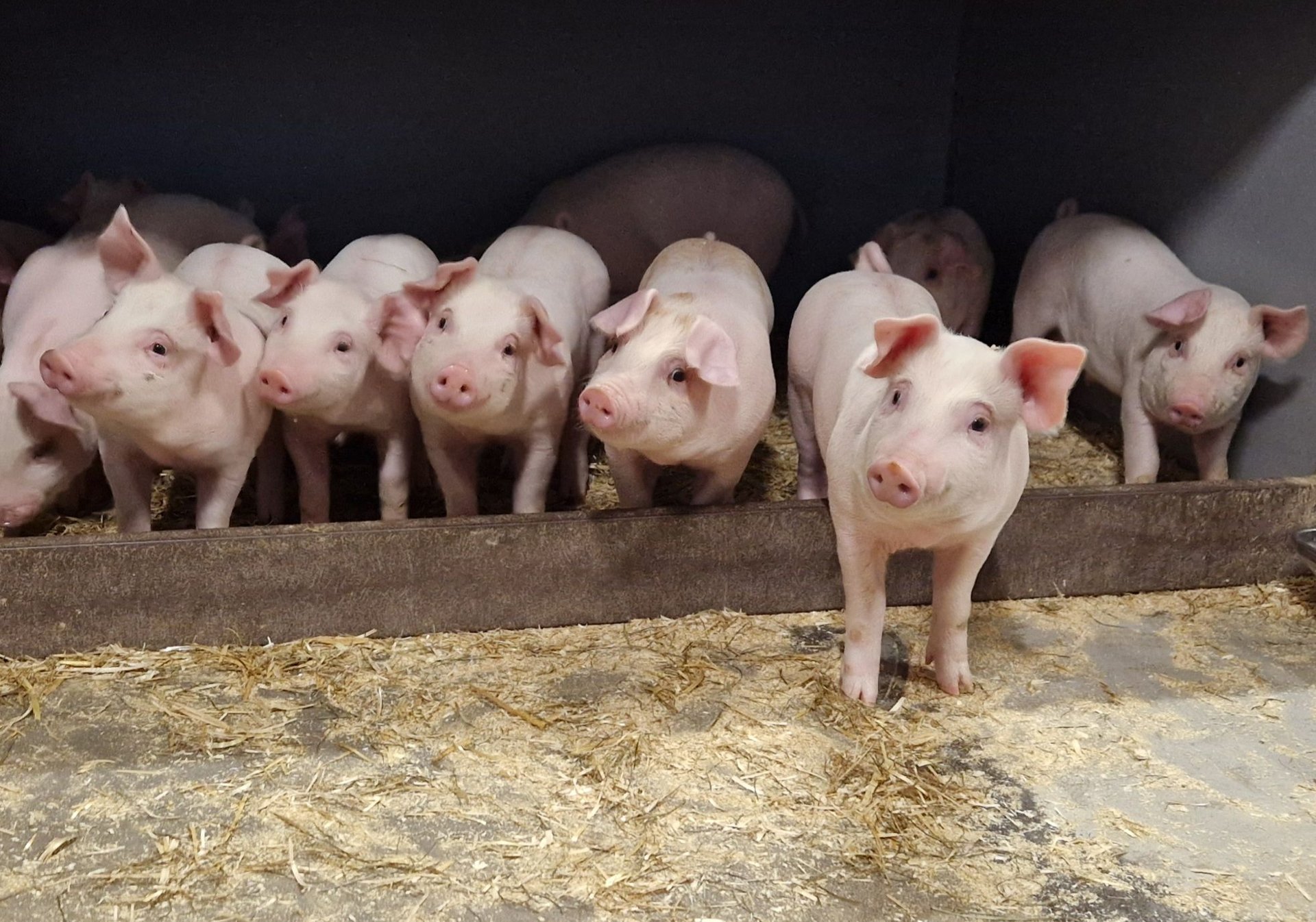 Hvordan er det mulig at 30 000 julemiddager med ribbe «går rett i søpla»?