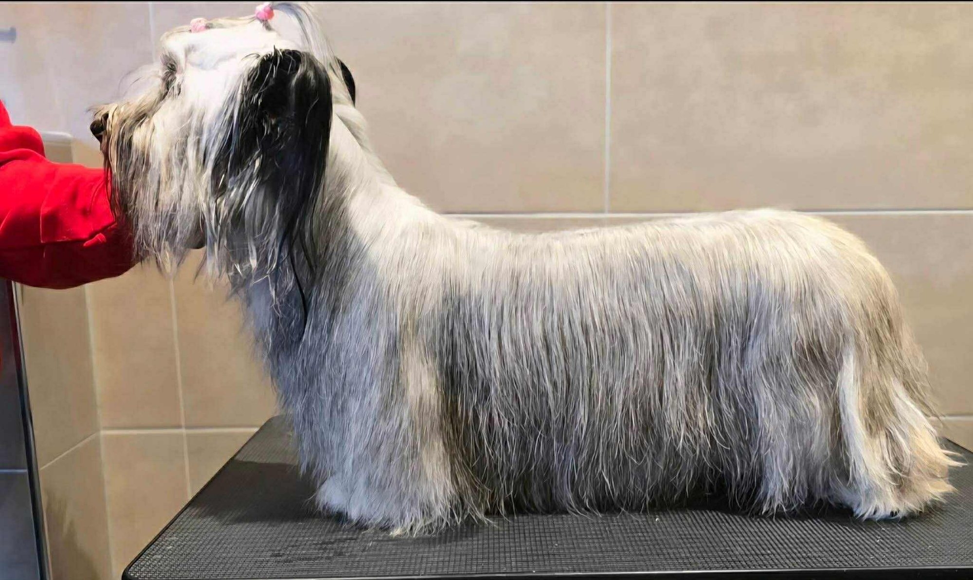 Kan du hjelpe Lucy (4) heim til jul?