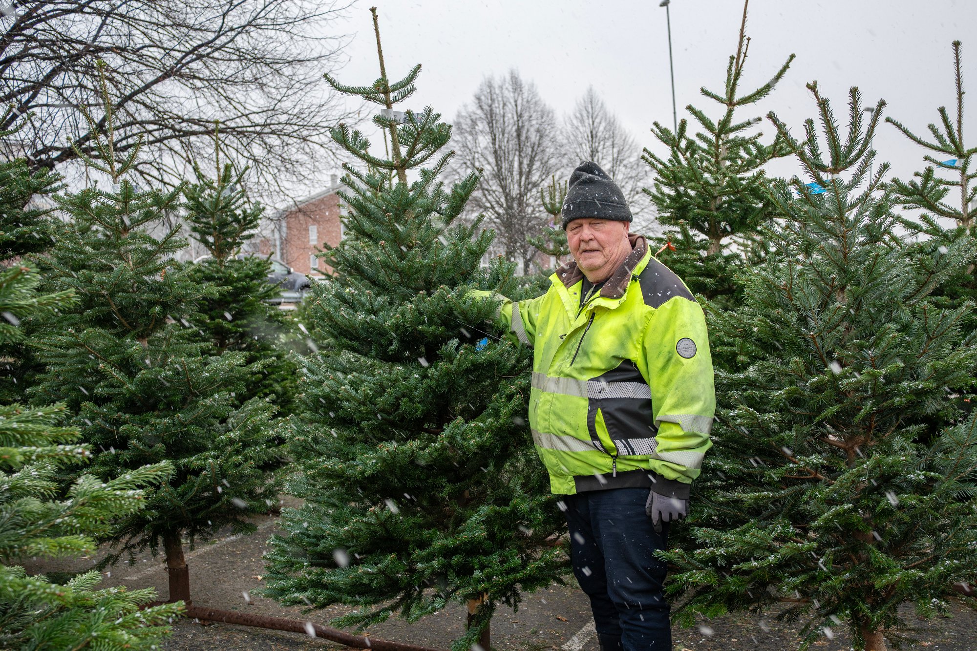 Helge har solgt juletrær i 52 år: – Trærne har aldri vært billigere!
