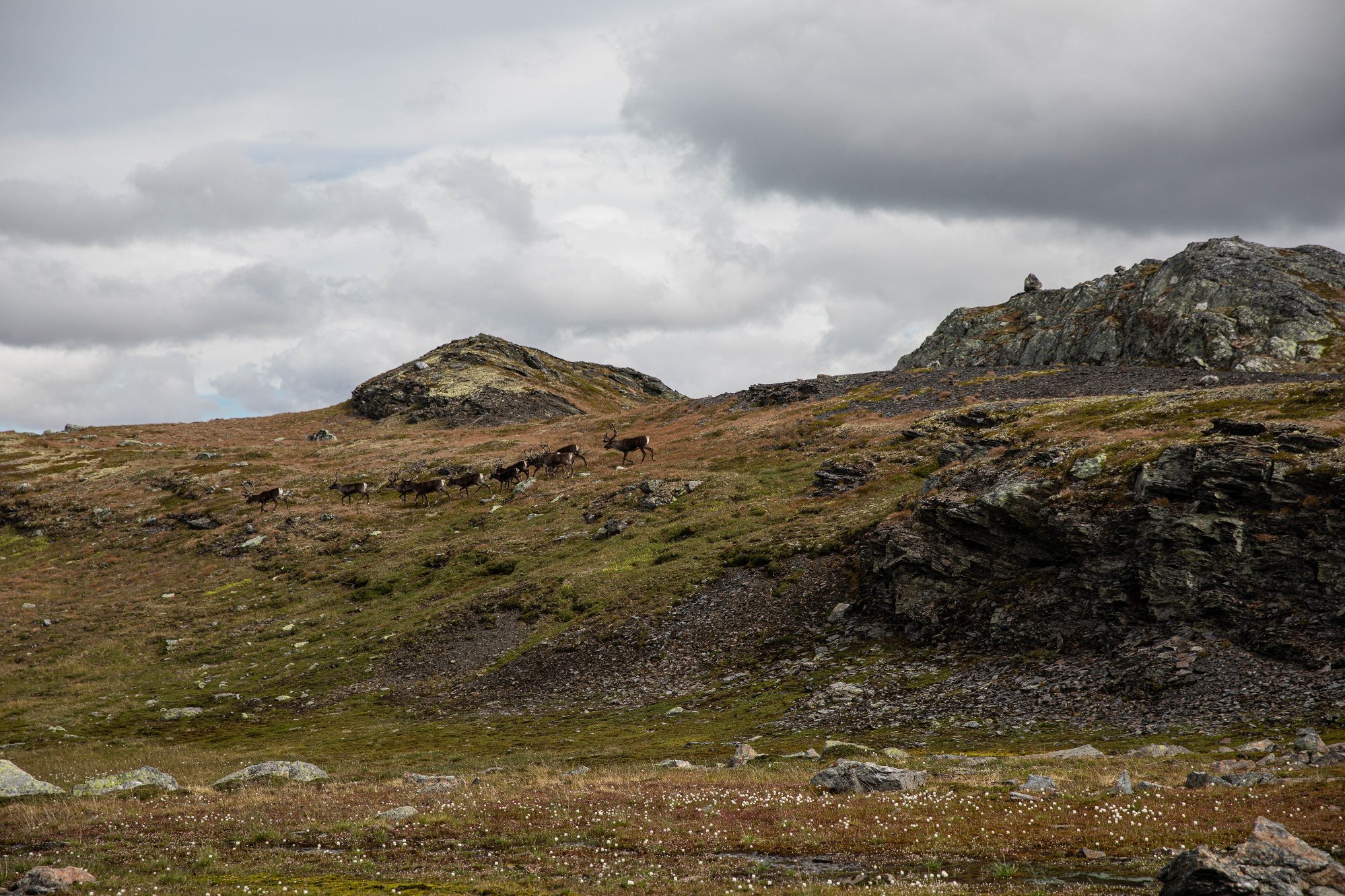 Opna for jakt på «fritt dyr»: Slik vart resultatet