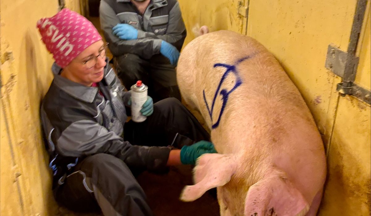 Flere tusen har allerede tippet vekta på Bustus – her kan du sende inn ditt forslag