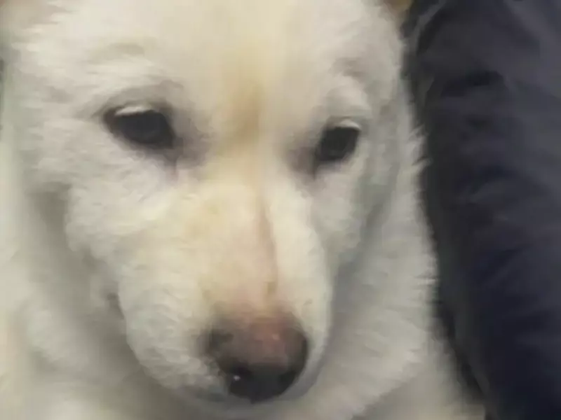 Hundevalp savnet i Karasjok