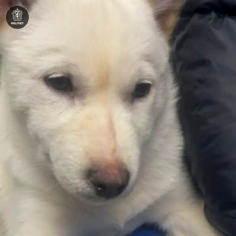 Hundevalp savnet i Karasjok