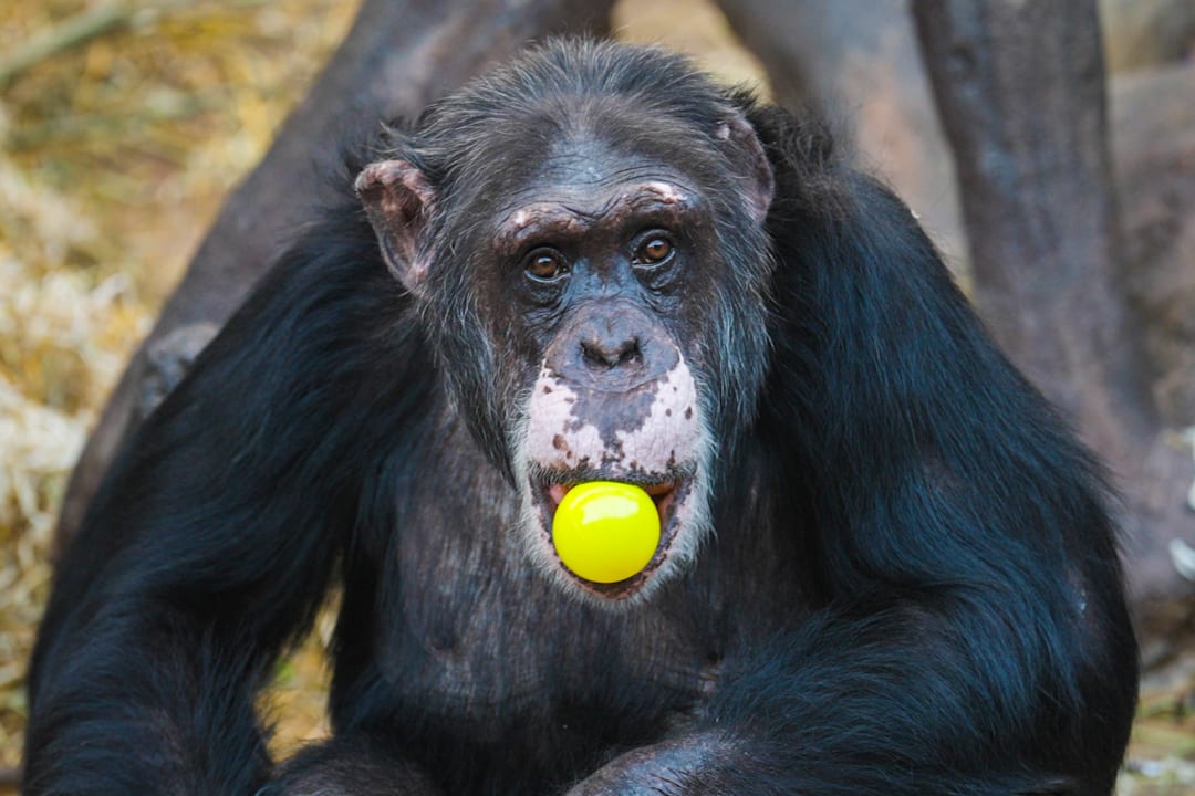 Julius feirer 46-årsdag med flokken