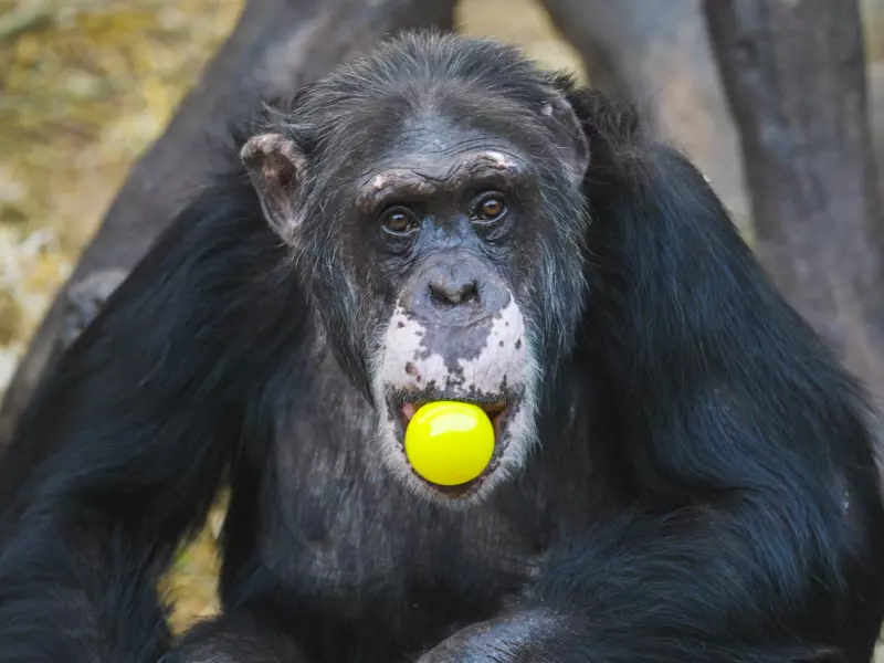 Julius feirer 46-årsdag med flokken