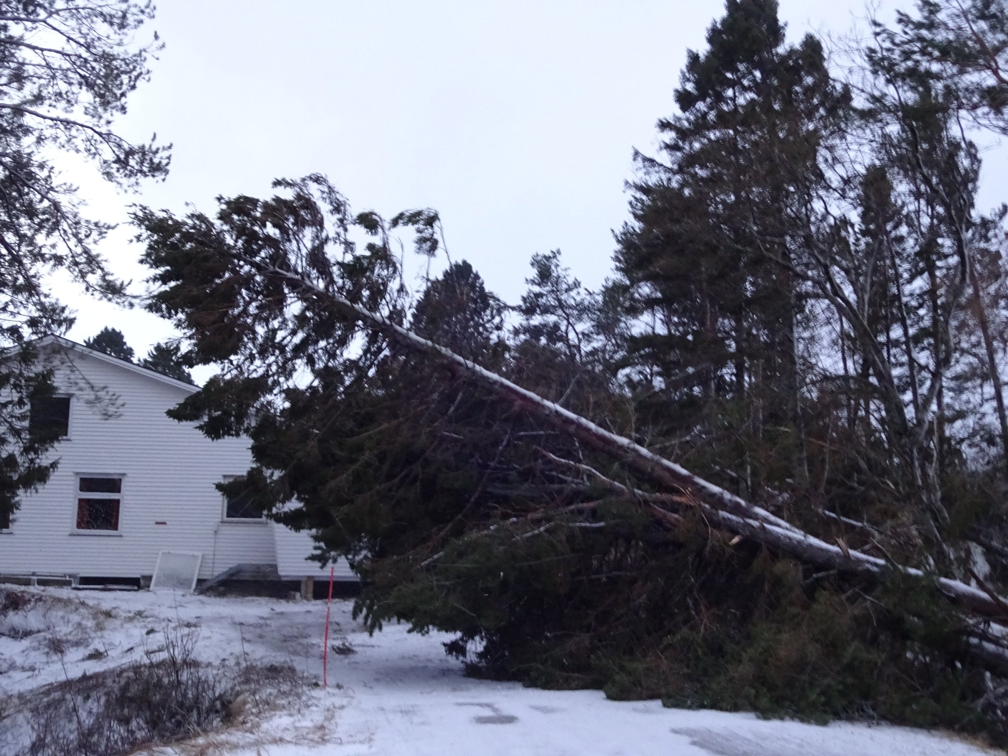 Skogen ble rasert: – To av trærne traff ungdomshuset
