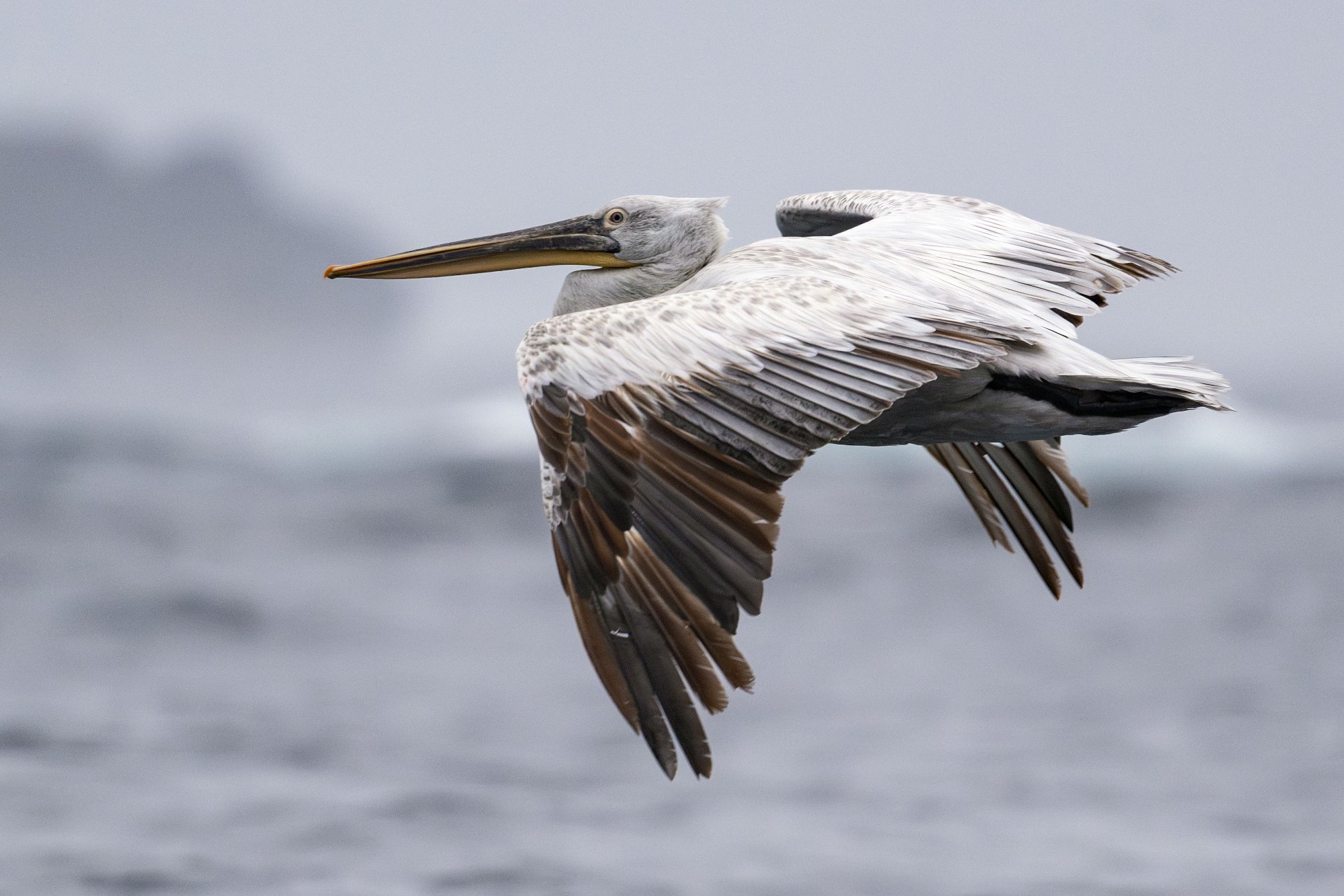 Årets 10 kuleste sjeldenheter i Lofoten: – Kan finne hva som helst