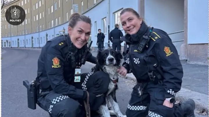 Bamse (14) ble stjålet utenfor matbutikken – nå har politiet funnet ham