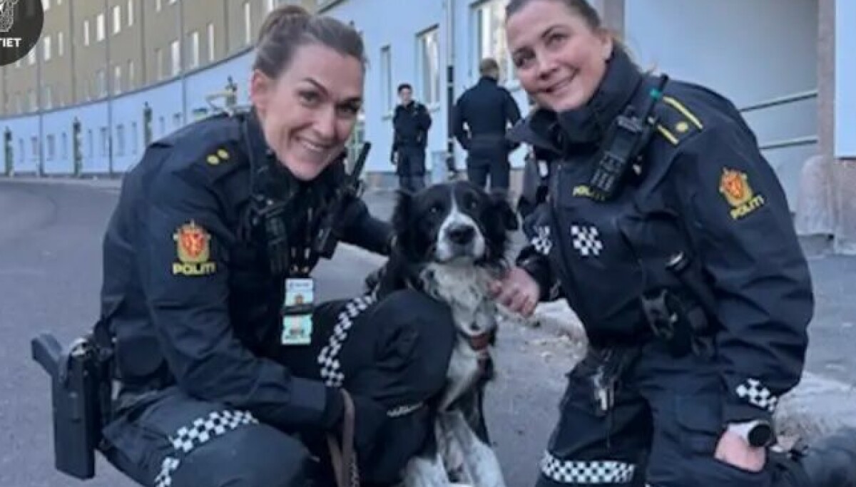 Politiet har funnet den stjålne hunden Bamse (15) i Oslo