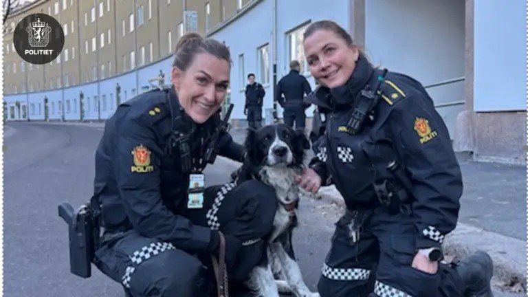 Hunden «Bamse» er funnet