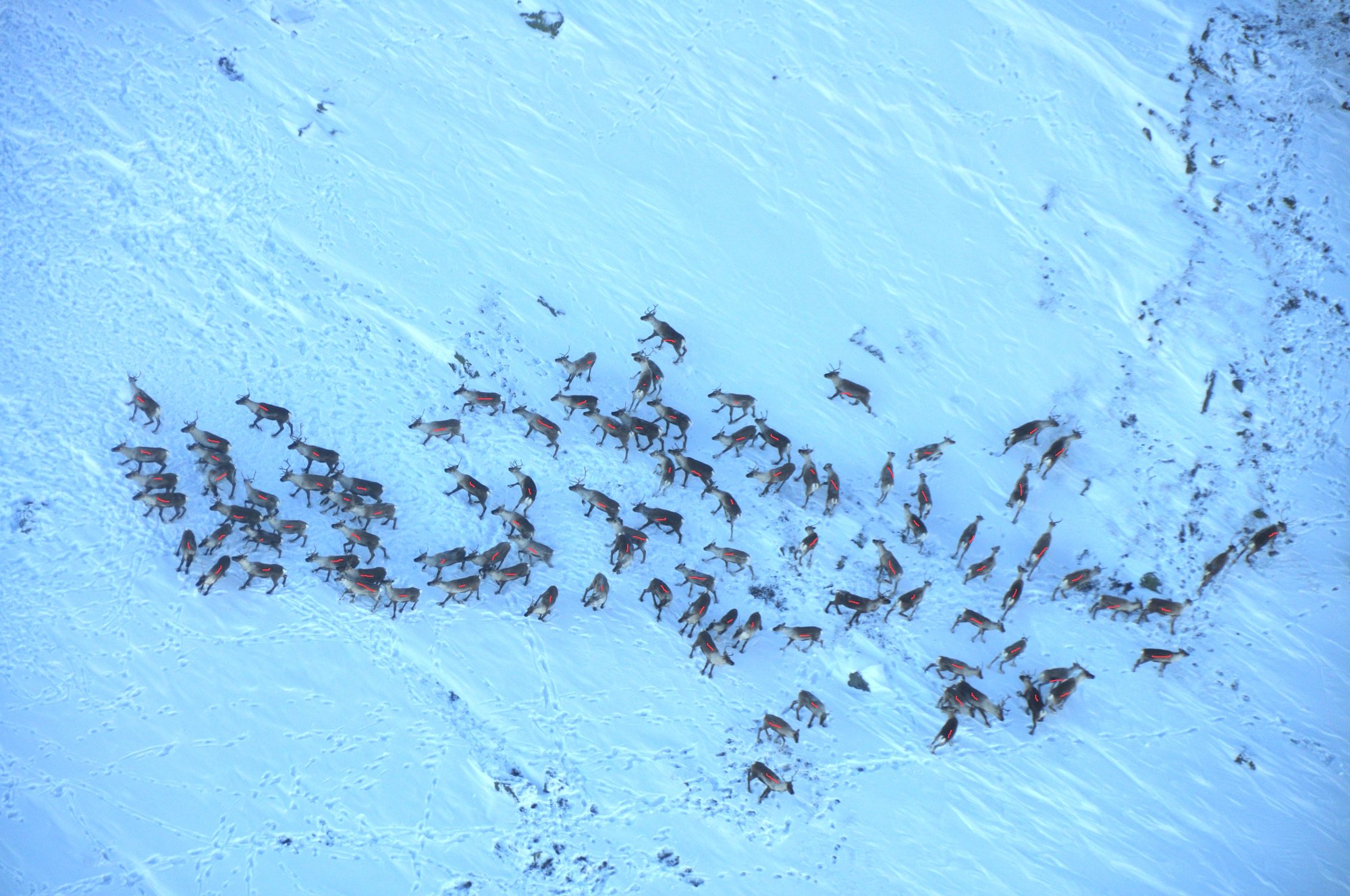 Alarm om villreinen på Blefjell: Frykter at stammen kan dø ut