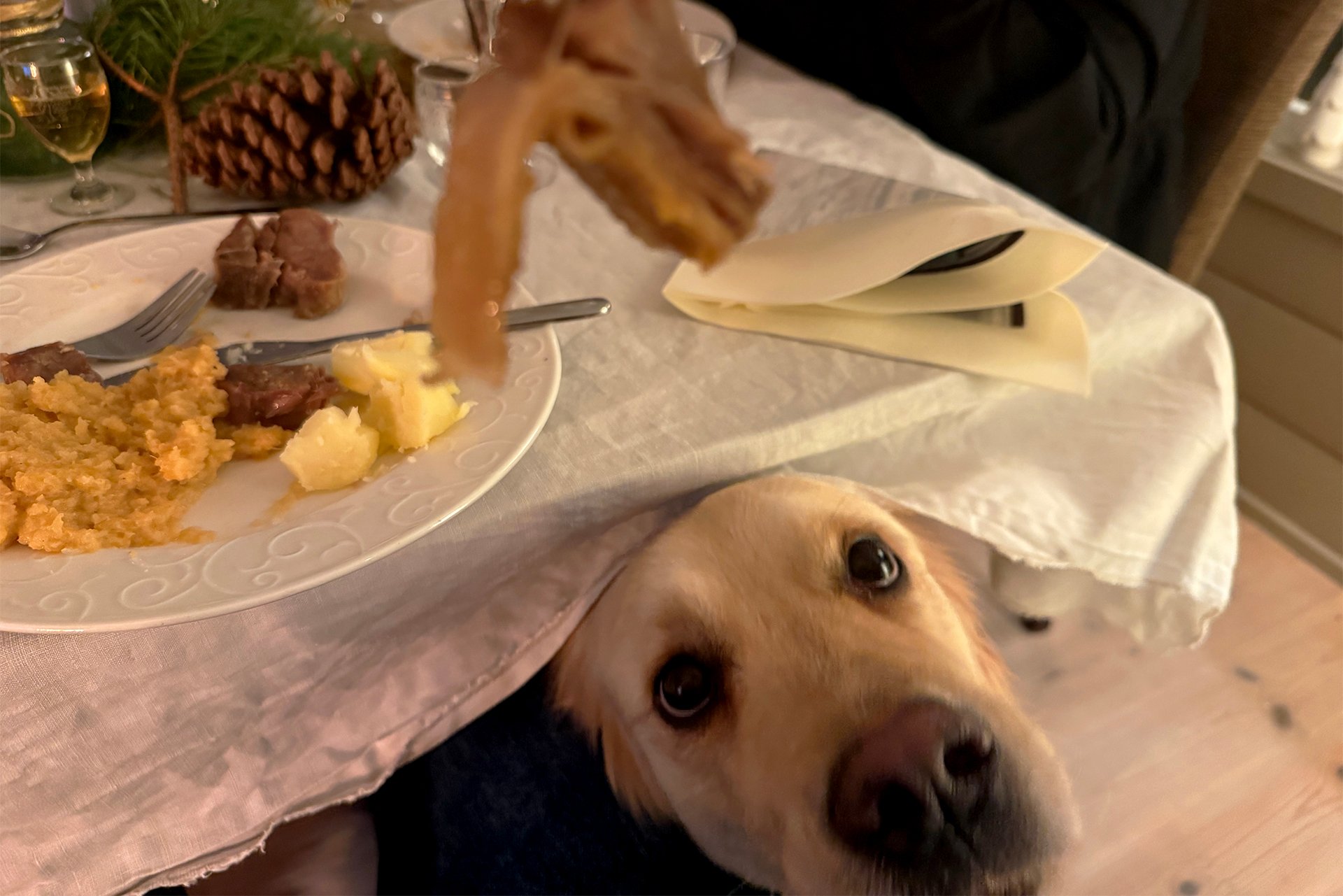 Dette kan gjøre dyrene alvorlig syke: – En kjent klassiker som kan føre til forgiftning