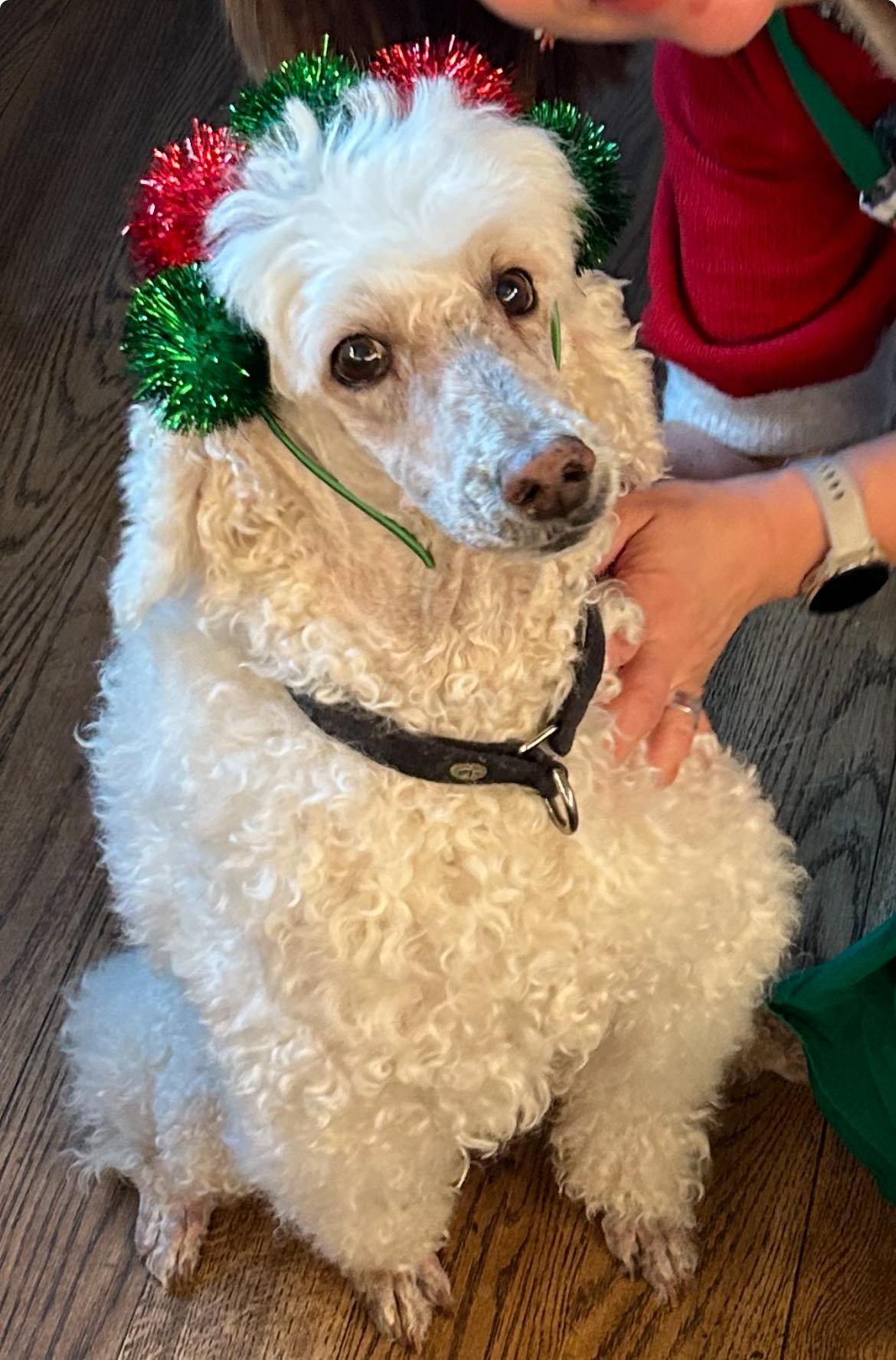 Savnet siden 25. desember: Ally (12) fortsatt ikke funnet