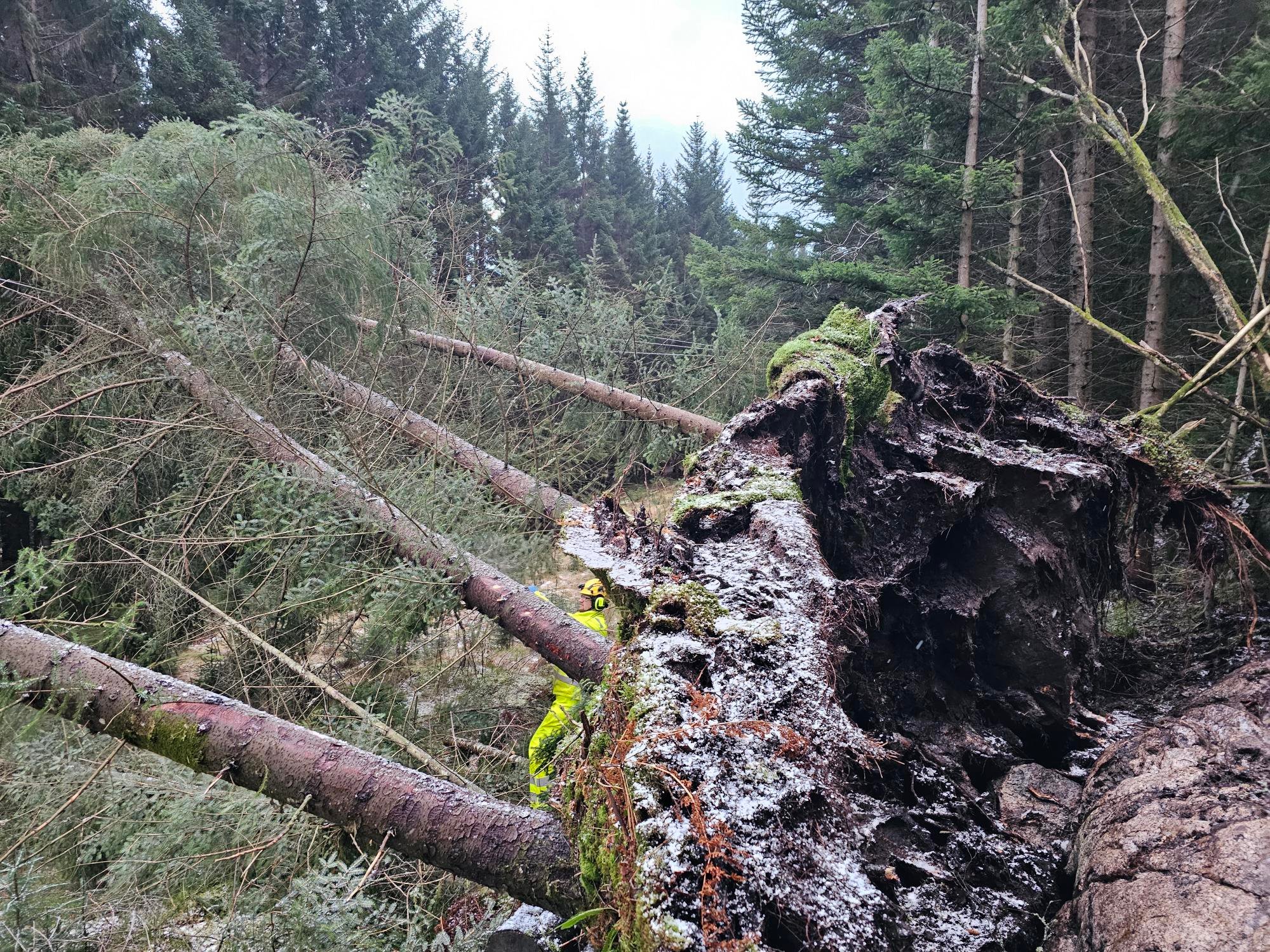 Må gjøre nye vurderinger etter strømkaoset i helga: – Kostnaden med mer skogrydding vil være enorm