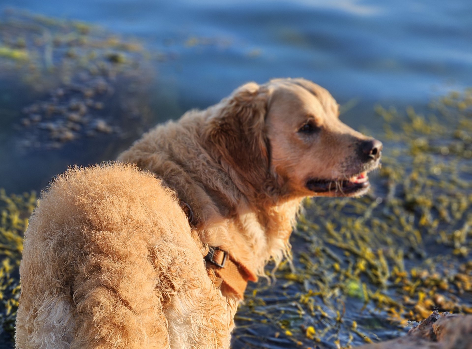 Hunden Max (2) funnet død – skremt av fyrverkeri