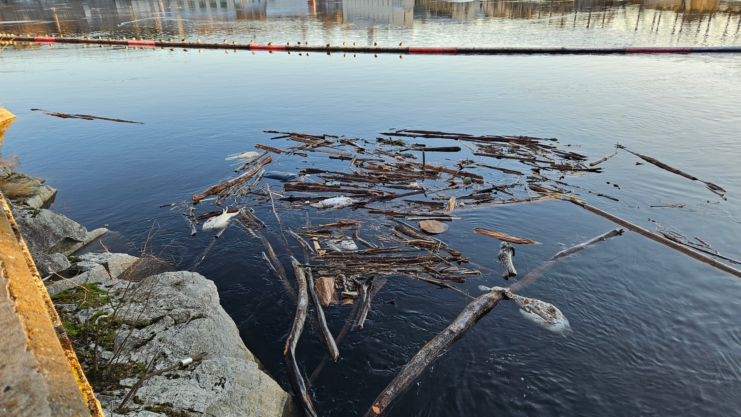 Dette synet møtte turgåeren: – Flere var døde