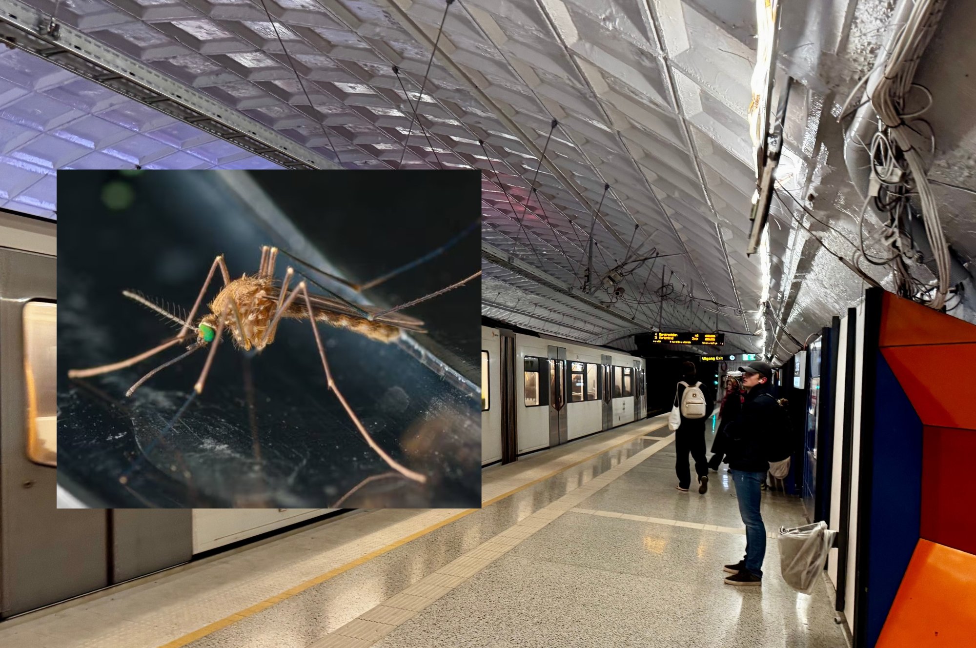 «Den plagsomme» skapningen er unik for T-banen: – De færreste vet om dette