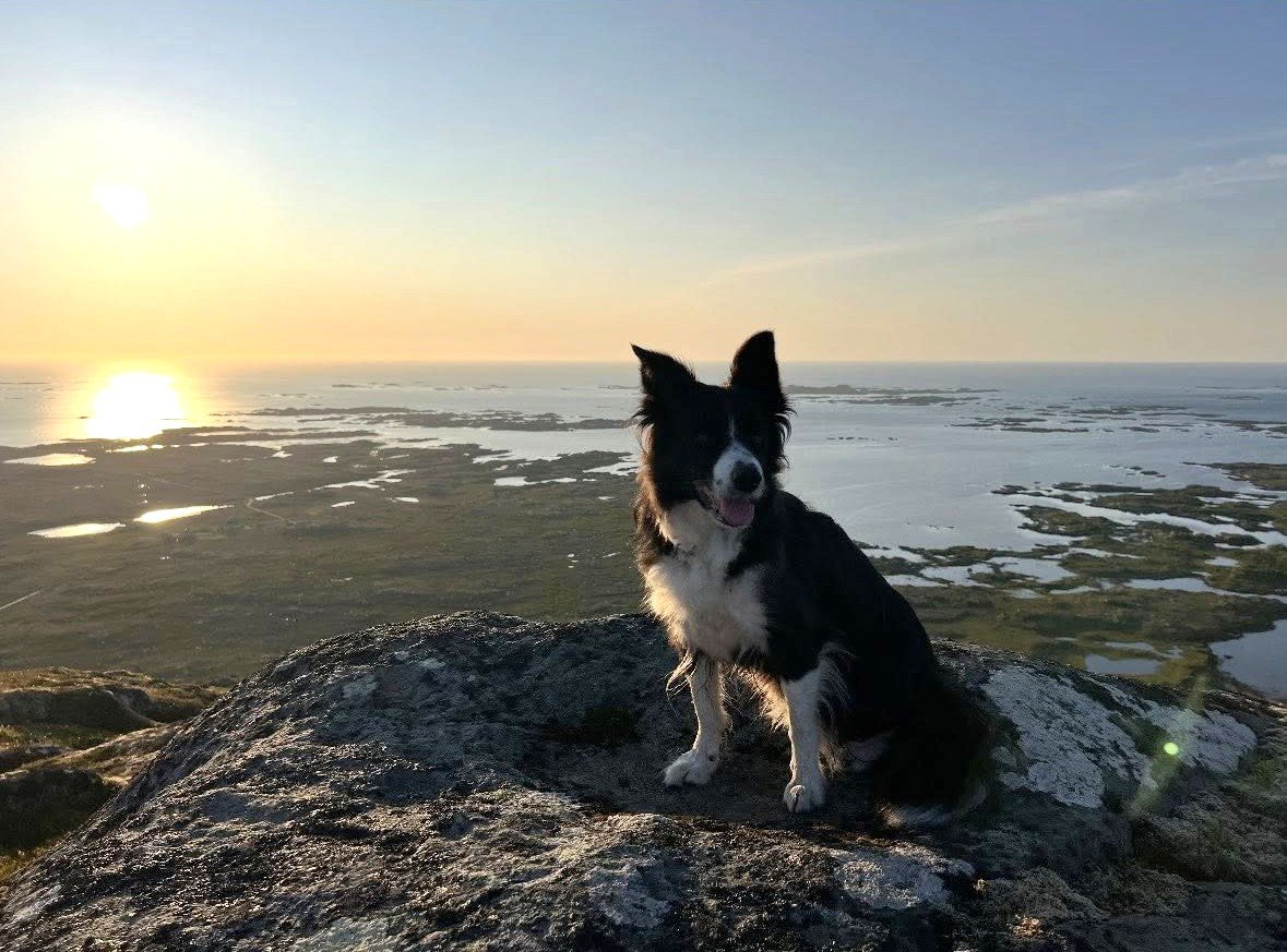 Ble skremt nyttårsaften: Har du sett Katie? 