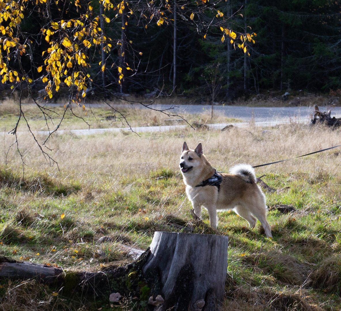 Magnus (8) mistet livet på nyttårsaften – skremt av fyrverkeri