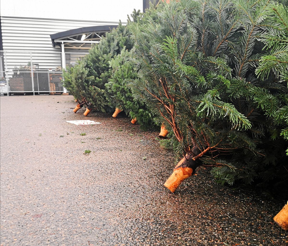 Forsker advarer: Dette må du ikke gjøre med juletreet
