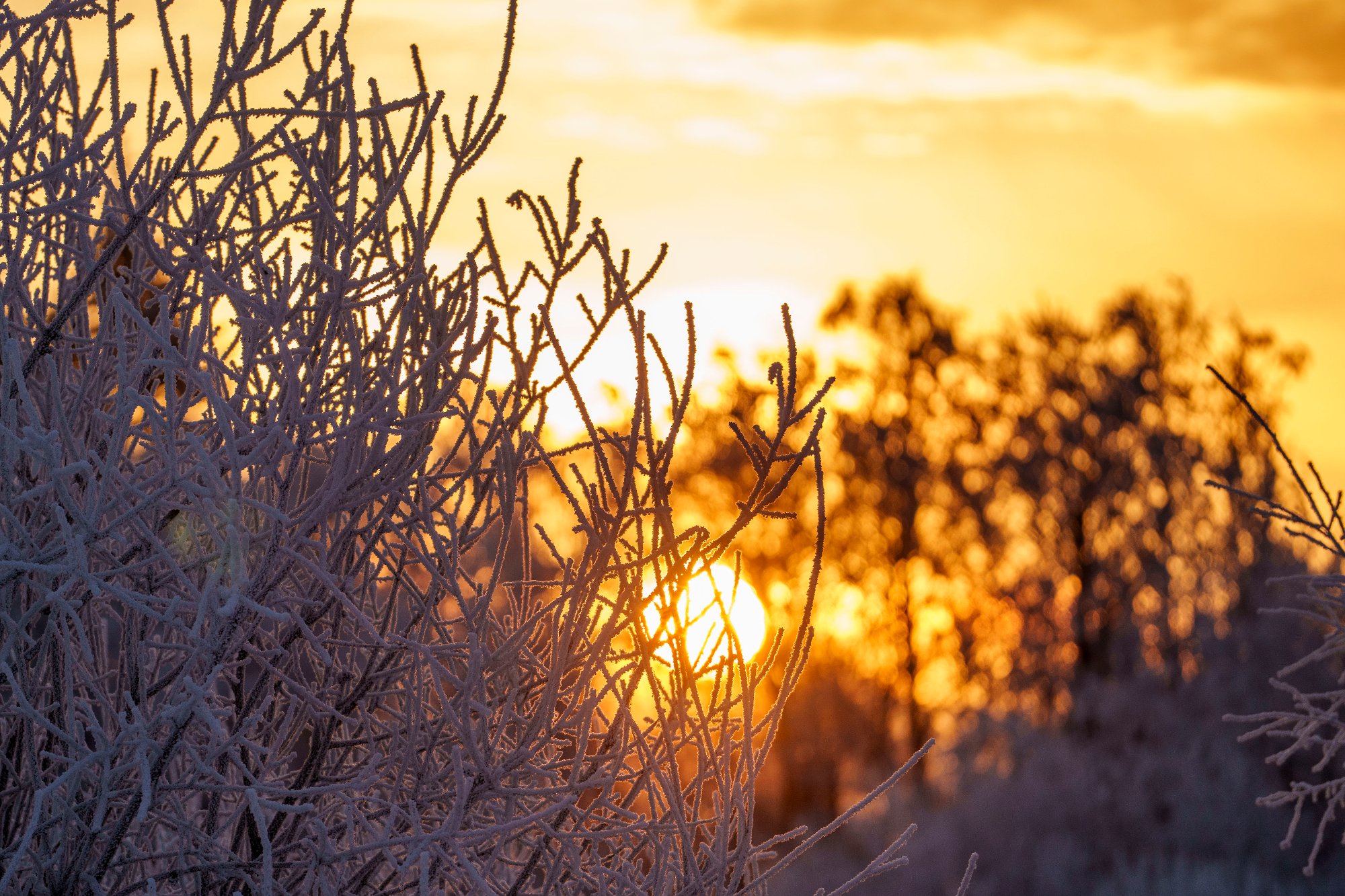 Gjerdrum 20241212. 
I nesten minus 8 kuldegrader har det dannet seg islag på trærne.
Foto: Javad Parsa / NTB