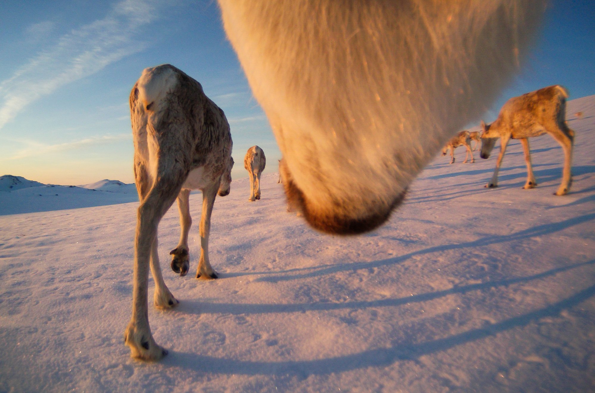 Rein villrein reinsflokk. Bilder tatt av rein med gps-sendere. Opphavsrett: NINA