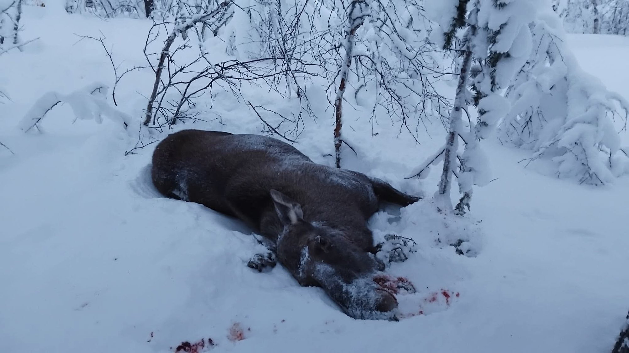 Elgku avlivet etter krevende ettersøk