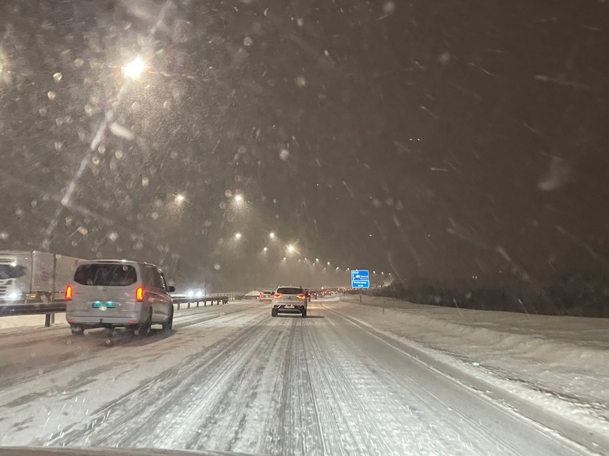 Advarer: – Vær forberedt på køer