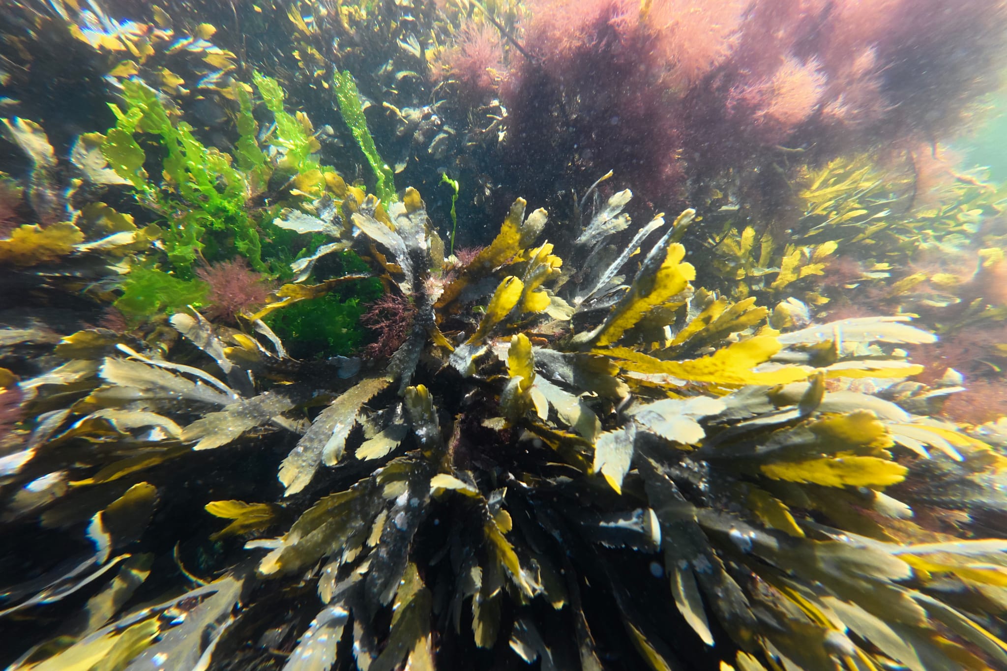 Marin hetebølge i fjor – konsekvenser for oppdrettsfisk og blåskjell