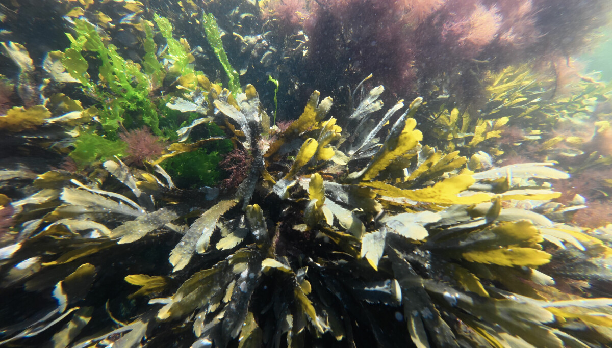 Rekordvarmt i sjøen langs norskekysten i 2025