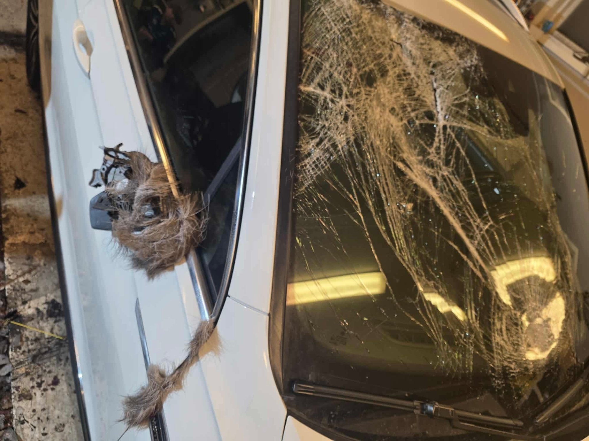 Kraftig sammenstøt: – Elgen kom som ei kule ut i veien