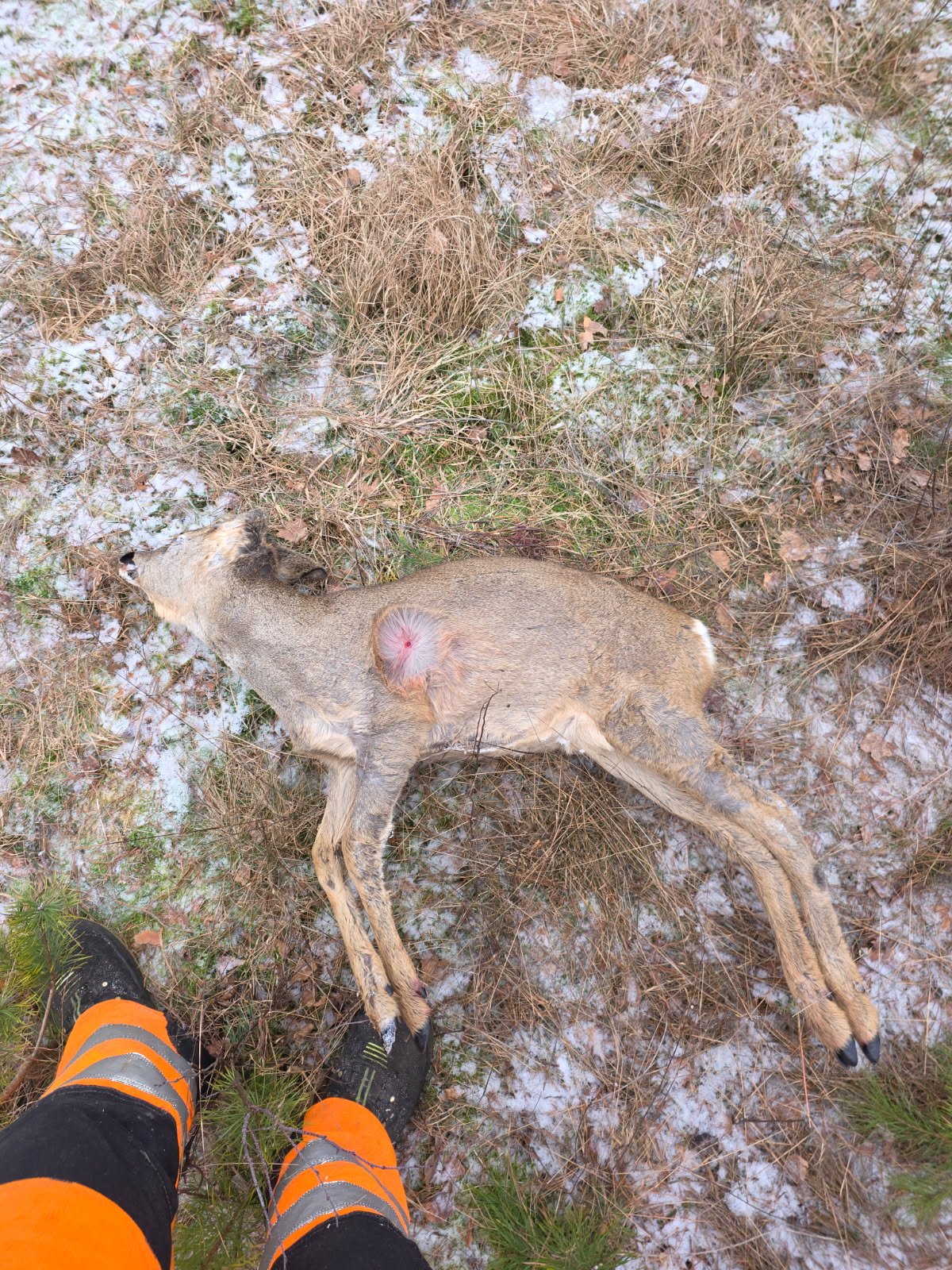 Etterforsker ulovlig jakt – frykter mørketall på grunn av termisk utstyr