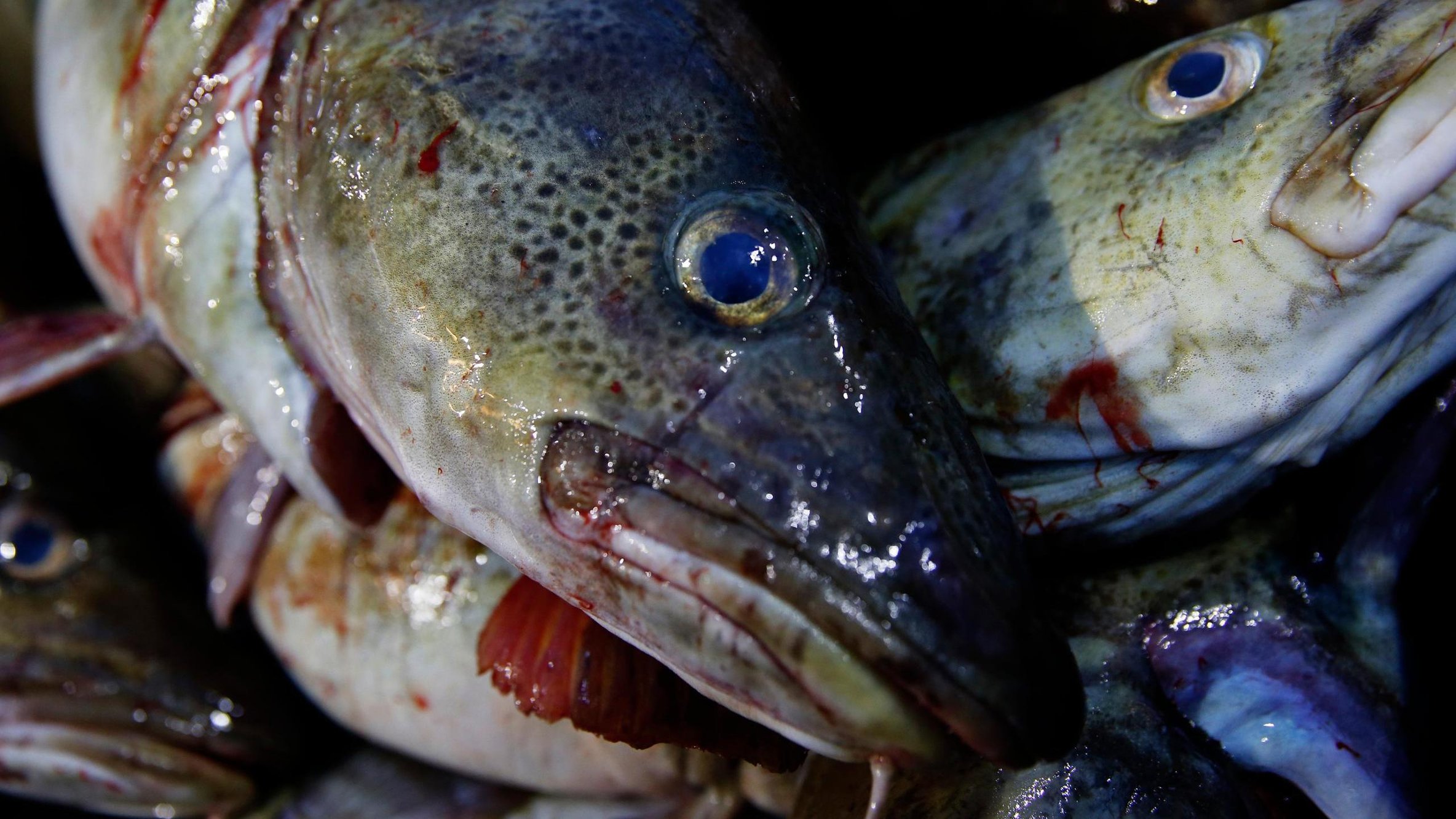 Russisk oligark saksøker Norge – krever å få fiske i norske områder