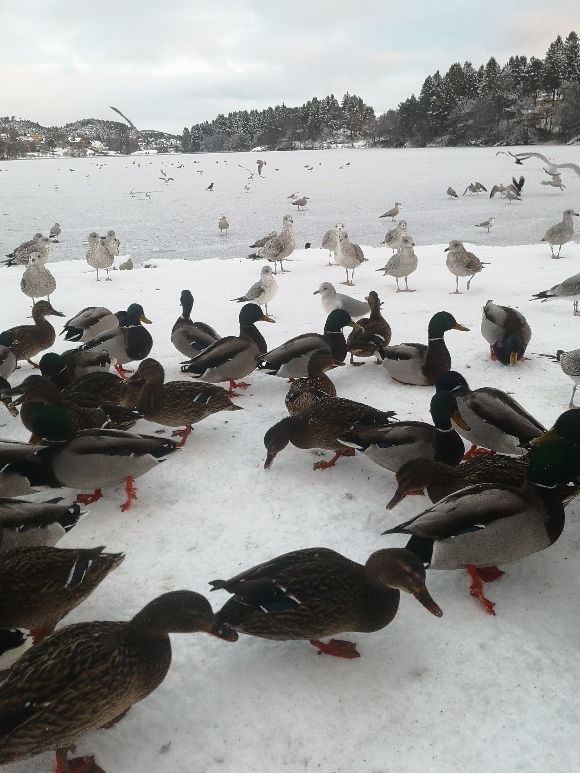 Sprengkulda skaper dyretragedier