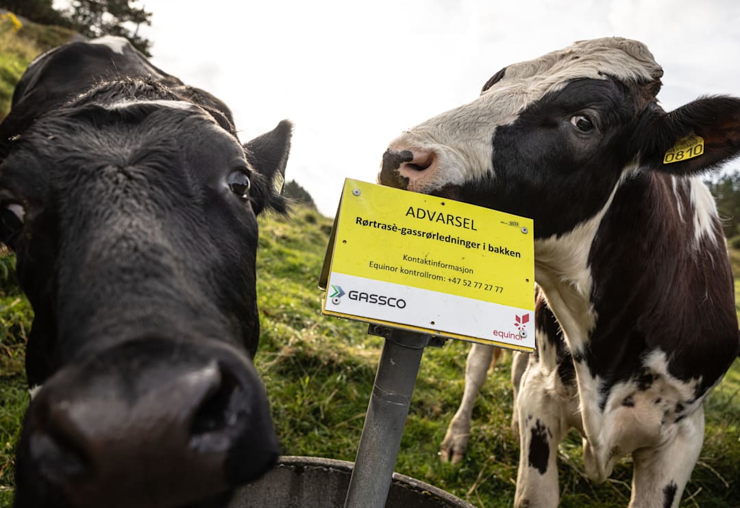 Fersk jeger skulle skyte hjort — skaut ku