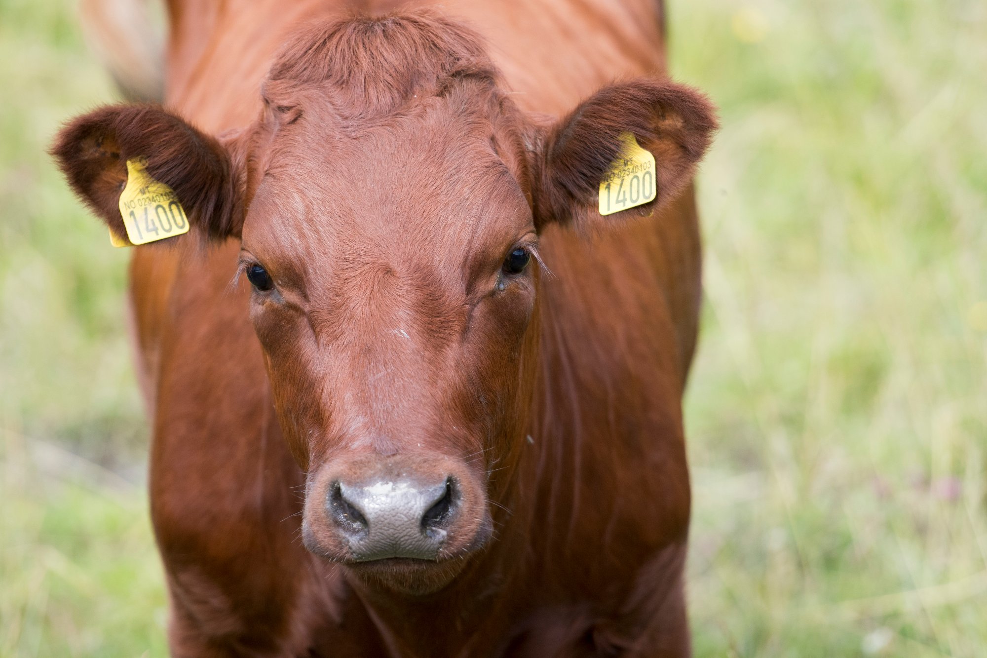 Kløfta  20160712.
En ku med øremerker beiter ved Nedre Ramby på Kløfta i Ullensaker.
Foto: Jon Olav Nesvold / NTB